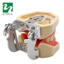 Dental Removable Standard Teeth Tooth Model With 28pcs Teeth for Teaching Simulation Model