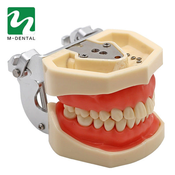 Dental Removable Standard Teeth Tooth Model With 28pcs Teeth for Teaching Simulation Model