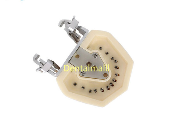 Dental Phantom Head Model Silicone Mask With 28 Pieces Screw Fixed Teeth Oral Simulation Practice System